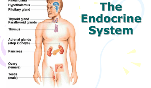 What are the key components of the human endocrine system, and how do hormones regulate bodily functions?