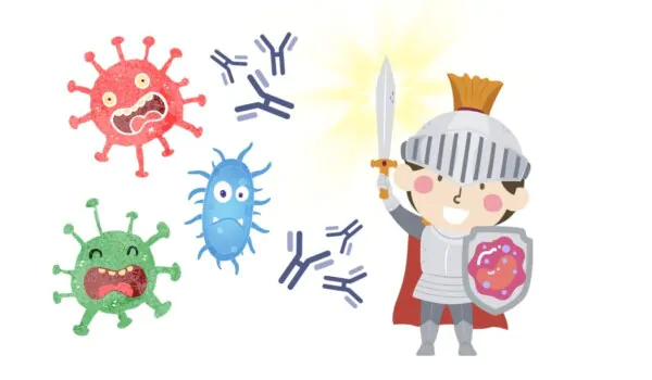 How does the human immune system protect against diseases?