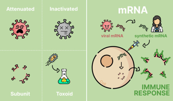 How do vaccines work, and what are the key differences between mRNA and traditional vaccines?