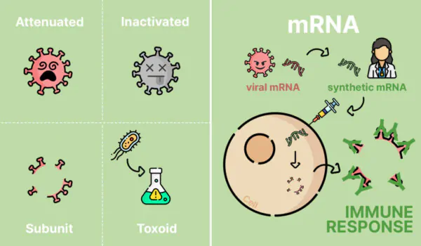 How do vaccines work, and what are the key differences between mRNA and traditional vaccines?