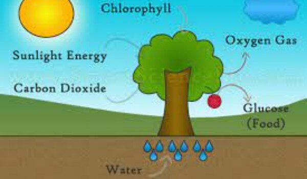 How does the process of photosynthesis work, and how is it essential for sustaining life on Earth?