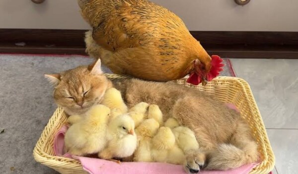 Is it possible that a cat protects hen's chicks?
