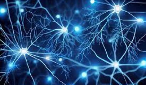 What are the main components of the human nervous system, and how do they coordinate sensory information and motor responses?