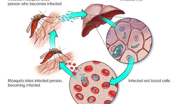 How long does it usually take for antimalarial drugs to start working against malaria?