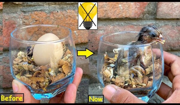 Is it true that chicks can be hatched in covered glass filled with sand, water, egg and cotton buds?