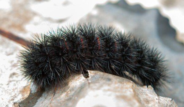 Are black caterpillars in Texas poisonous?