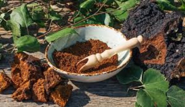 What's the latest research saying about Chaga mushroom fighting oral cancer?